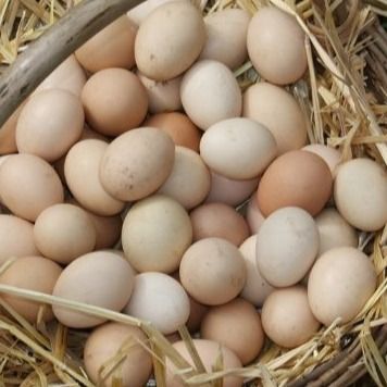 5232 Chelatrix Layer C5232k Granular Form Improve Eggshell Strength